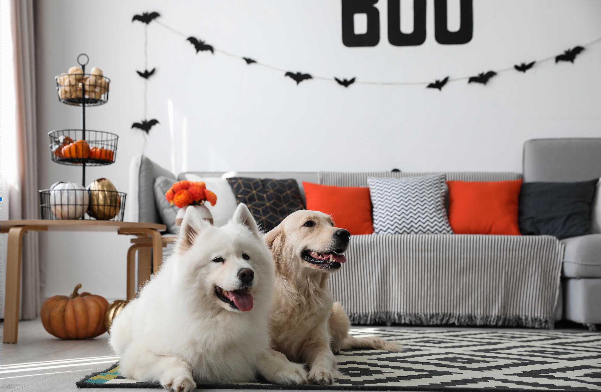 A Safe And Fun Halloween For Your Dogs