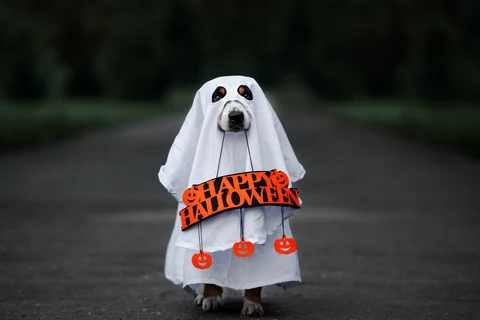 Dog Safe Halloween