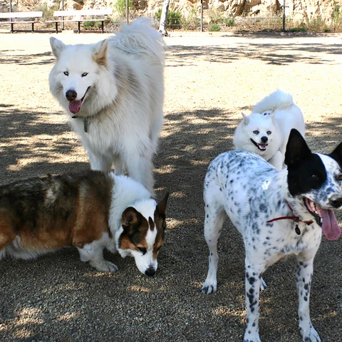Dog parks | Klyde Warren Park | Plano | Dallas | Dog Cakes
