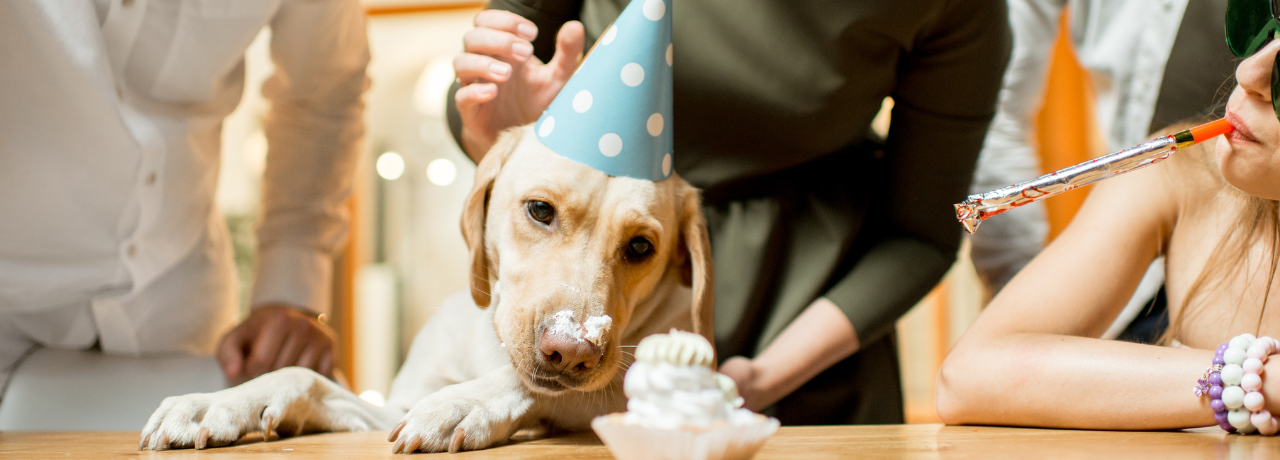 Simba's BARKery | Dog Cakes | Dallas | Plano | Frisco | Dog Treats