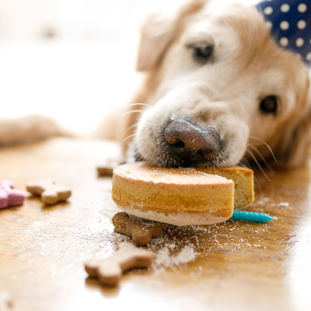 Dog Cakes | Dog treats | About Us | Simba's Barkery | Dallas