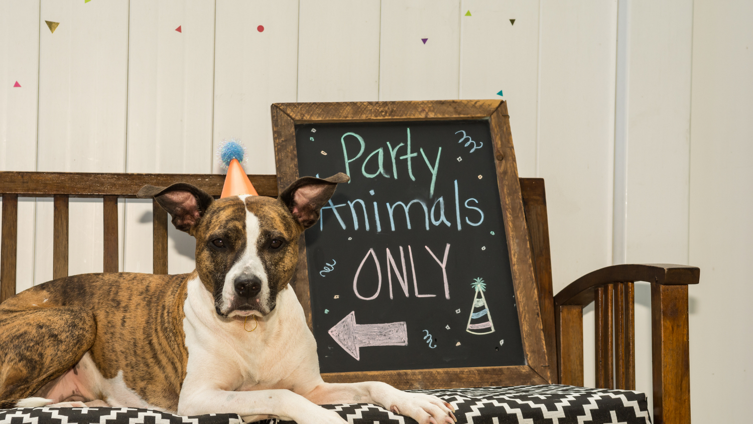Dog Cake | Testimonial | Dog Bakery