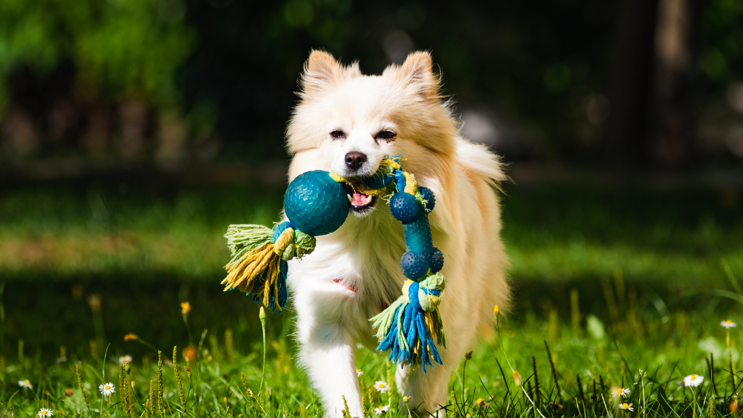 Dog Treats | Contact Us | Dog Cake | Custom Cakes | Dallas | Plano | Frisco